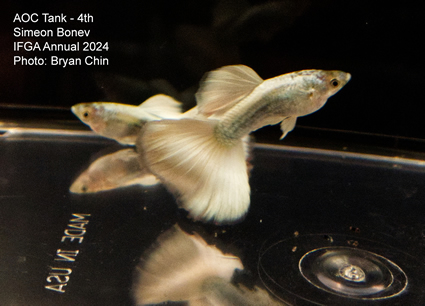 guppy aoc white